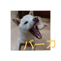[LINEスタンプ] ワン太マメ太の日常2