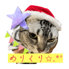 [LINEスタンプ] 年末に使える猫スタンプ時々異種