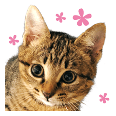 [LINEスタンプ] キジトラ子猫のデカ文字スタンプ