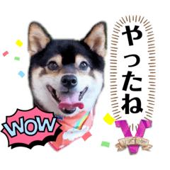 [LINEスタンプ] 豆柴マメたんの癒されスタンプ〜