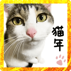 [LINEスタンプ] 白キジ猫ぼっちゃんのお正月