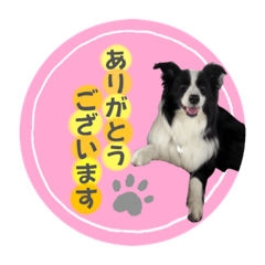 [LINEスタンプ] ボーダーコリーのレンアン