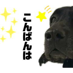 [LINEスタンプ] 白と黒のラブ2