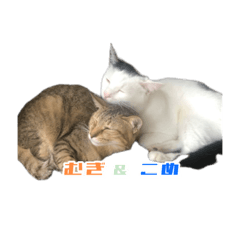 [LINEスタンプ] 藤井家の猫たち1