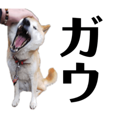 [LINEスタンプ] 柴犬 ふじまる 6