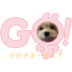 [LINEスタンプ] マルプーのにこちゃん☆