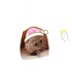 [LINEスタンプ] ご指名はぽんすっ