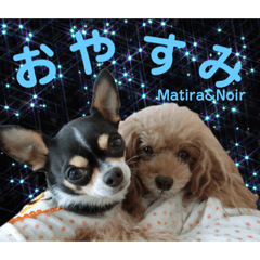 [LINEスタンプ] マティラとノアールのかわいい日常スタンプ