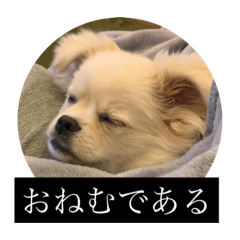[LINEスタンプ] おもちのまいにち そのいち