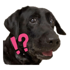 [LINEスタンプ] 白黒のラブ