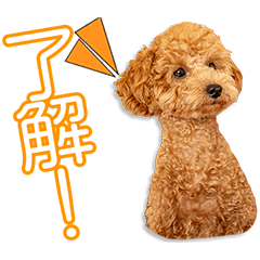 [LINEスタンプ] 和田家のきなこちゃん