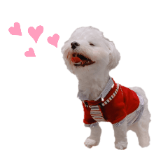 [LINEスタンプ] 白い犬☆マルチーズのみるく