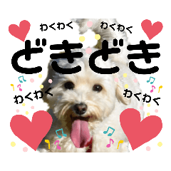 [LINEスタンプ] マルプーこはるの写真スタンプ♥️④
