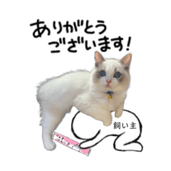 [LINEスタンプ] ラグドールのルカ日常パート3