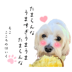 [LINEスタンプ] モコちゃん♡チロル君♡福丸君