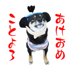 [LINEスタンプ] 可愛い黒豆柴佐助くん③【グリーティング】