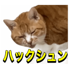 [LINEスタンプ] 茶トラぽぽ＆サビ猫おはぎスタンプ