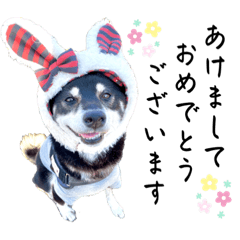 [LINEスタンプ] 黒柴紬(つむぎ）年末年始