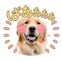 [LINEスタンプ] Roiスタンプ4【ゴールデンレトリバー】