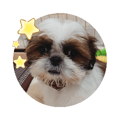 [LINEスタンプ] シーズーのとらちゃん