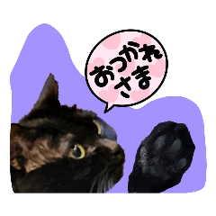 [LINEスタンプ] じゅじゅこねこ