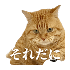 [LINEスタンプ] ねこもふファミリー