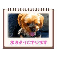 [LINEスタンプ] メイのひとりごと