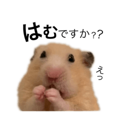 [LINEスタンプ] はむですか？