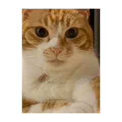 [LINEスタンプ] ちくわ大臣4〜新しいお友達もいるよ〜〜