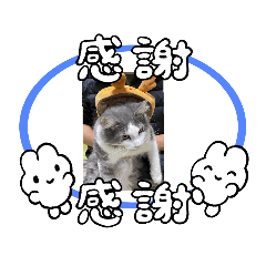 [LINEスタンプ] にゃんこにゃんにゃんこ5