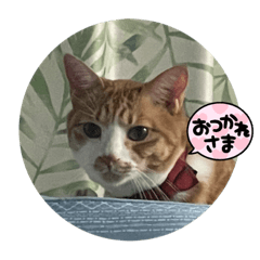 [LINEスタンプ] コタロー♡♡♡♡♡