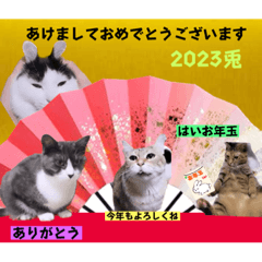 [LINEスタンプ] 切り抜き＆合成面白ねこーずスタンプ