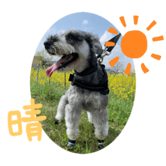 [LINEスタンプ] 晴くんの日常☀︎