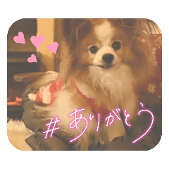 [LINEスタンプ] ぱぴぱぴパピヨン105