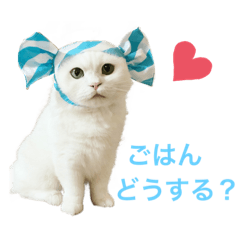 [LINEスタンプ] マンチカンのわさびと愉快な仲間たち