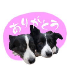 [LINEスタンプ] ラチラピスタンプ