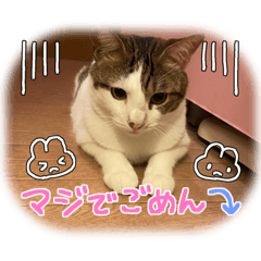 [LINEスタンプ] 毎日元気で楽しいニャン