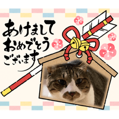 [LINEスタンプ] ねこちゃん正月の挨拶