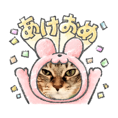 [LINEスタンプ] 真顔猫スタンプ〜正月〜