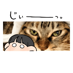 [LINEスタンプ] キジトラのかわいさ12