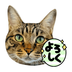 [LINEスタンプ] グルメ猫ラッキー☆の画像（メイン）