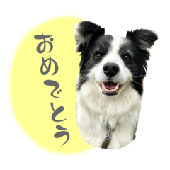 [LINEスタンプ] シェリたんと愉快な仲間たち