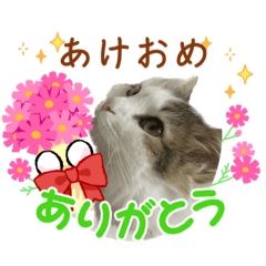 [LINEスタンプ] あけおめこうめさん