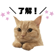 [LINEスタンプ] 使えるスタンプkh