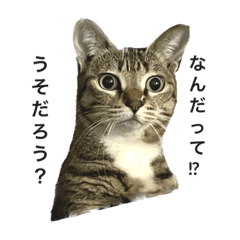 [LINEスタンプ] ちゃんタマ スタンプ