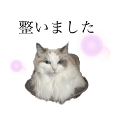 [LINEスタンプ] ぷくともっちゃ
