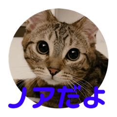 [LINEスタンプ] ノアくんスタンプpart1