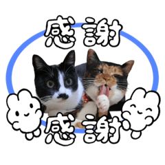 [LINEスタンプ] しっぽ族たちのごあいさつ♡