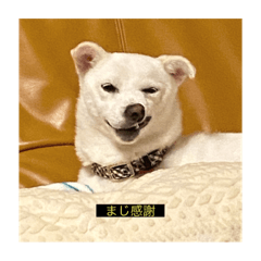 [LINEスタンプ] 字幕ちくわ