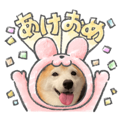 [LINEスタンプ] 柴犬のアズキさん3／季節のご挨拶